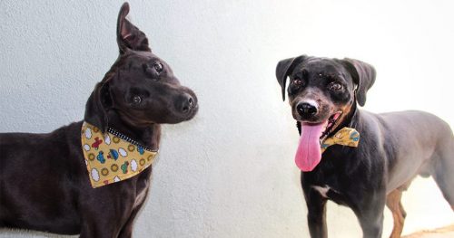Prefeitura de Socorro realiza cadastramento para castração gratuita de cães