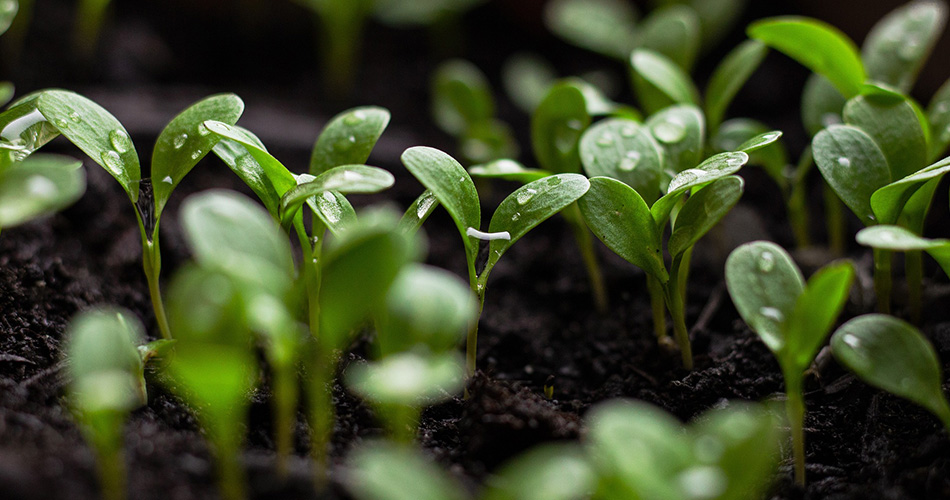 Socorro aprova lei sobre agroecologia e produção orgânica na cidade