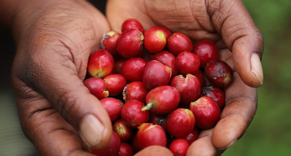 Departamento de Desenvolvimento Rural inicia cadastramento de agricultores familiares no CAF