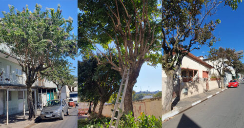 Meio Ambiente realiza poda de árvores na área urbana