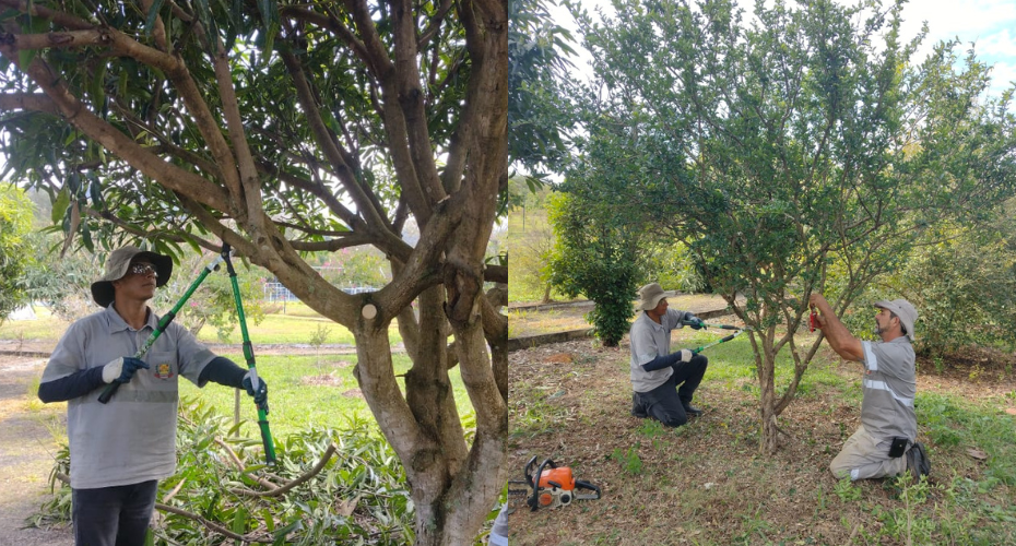 Meio ambiente realiza encontro sobre poda urbana
